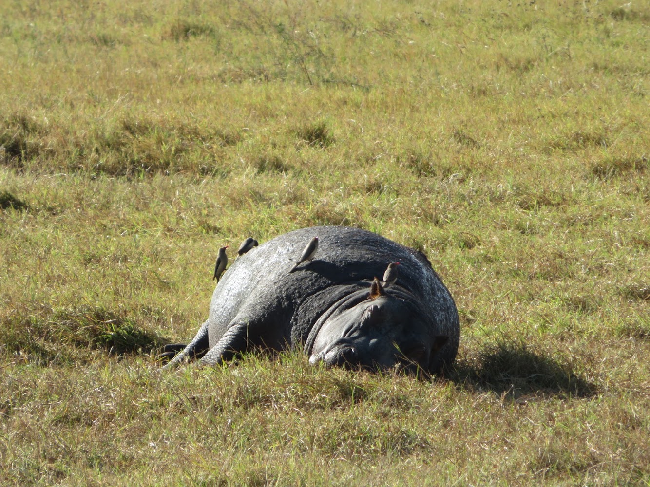 HAY ALGÚN PROBLEMA CON LA FOTO