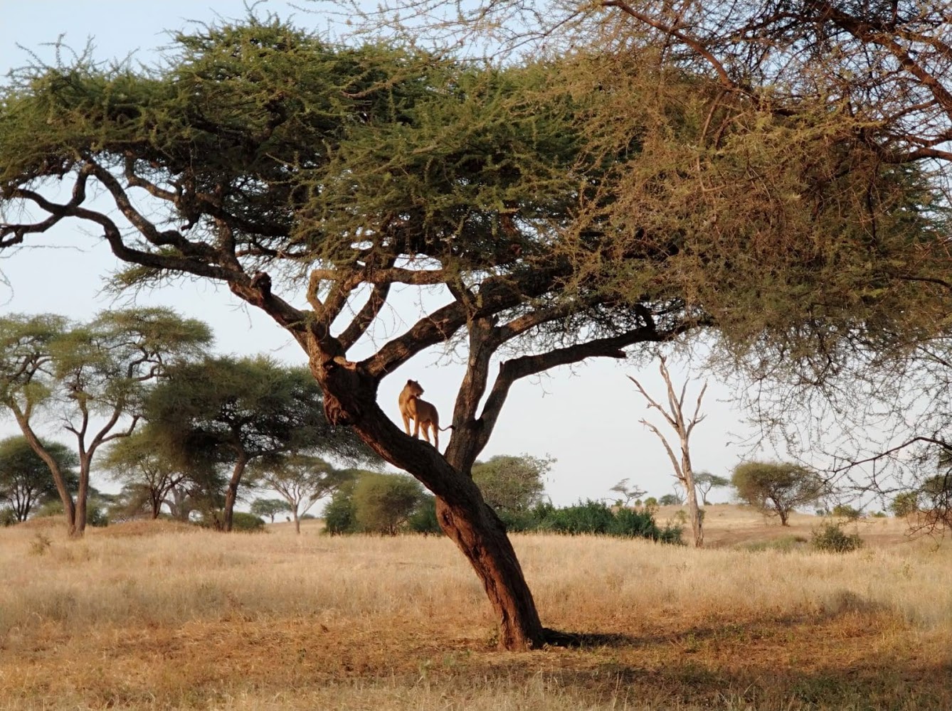 HAY ALGÚN PROBLEMA CON LA FOTO