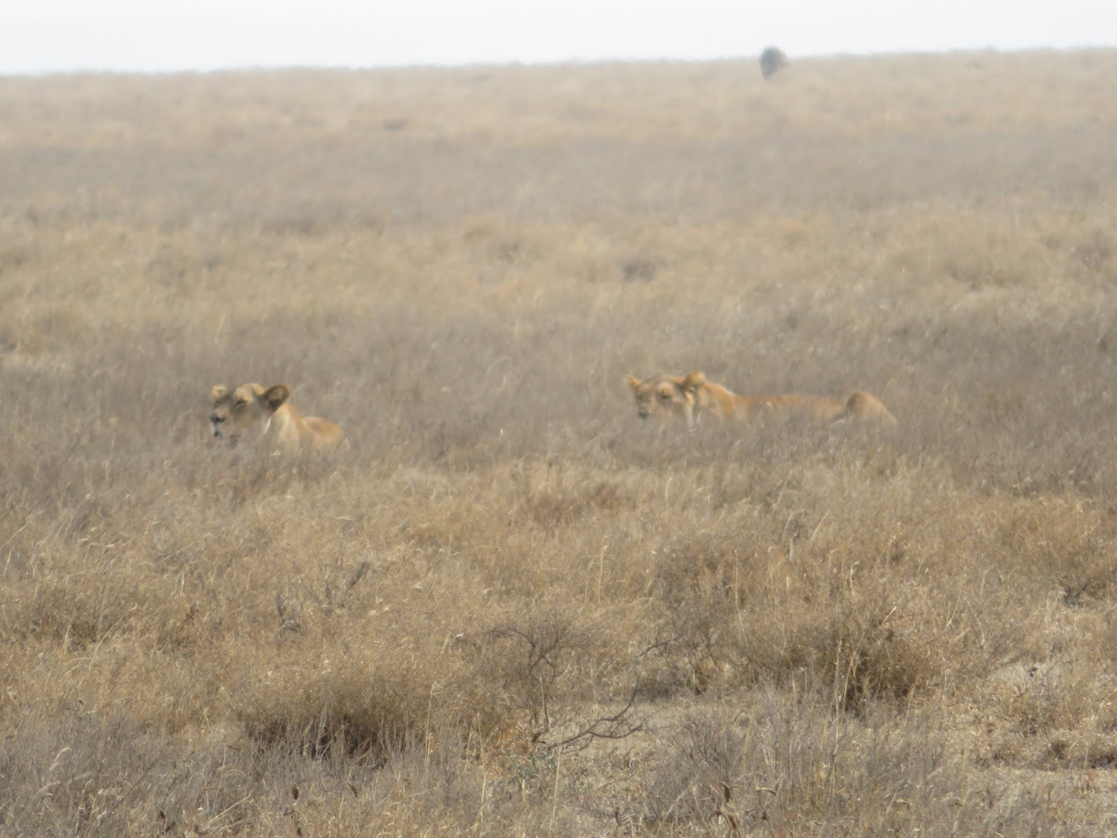 HAY ALGÚN PROBLEMA CON LA FOTO