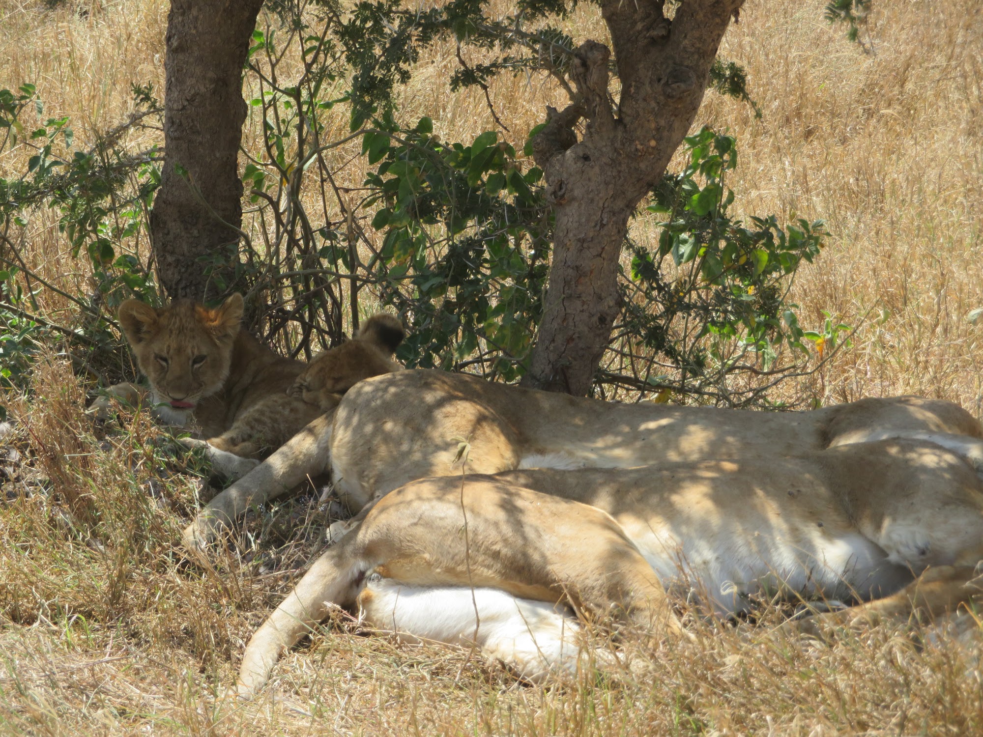 HAY ALGÚN PROBLEMA CON LA FOTO